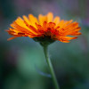 Calendula Fembloc