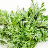 artemisa fembloc