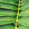 Zamia Fembloc